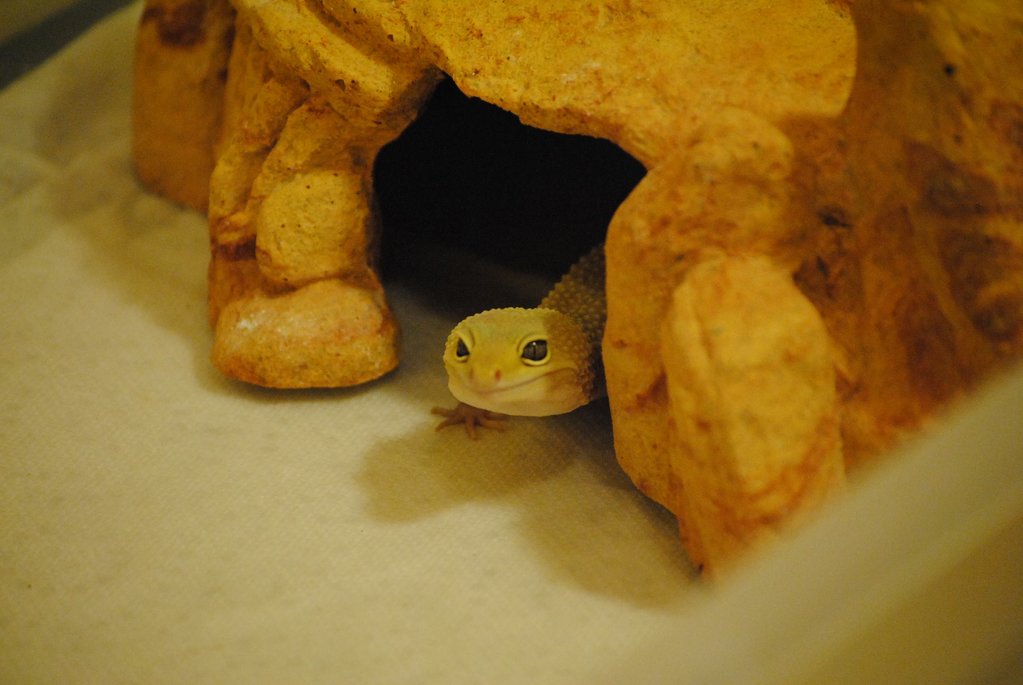 Eublepharis macularius (Leopard Gecko)