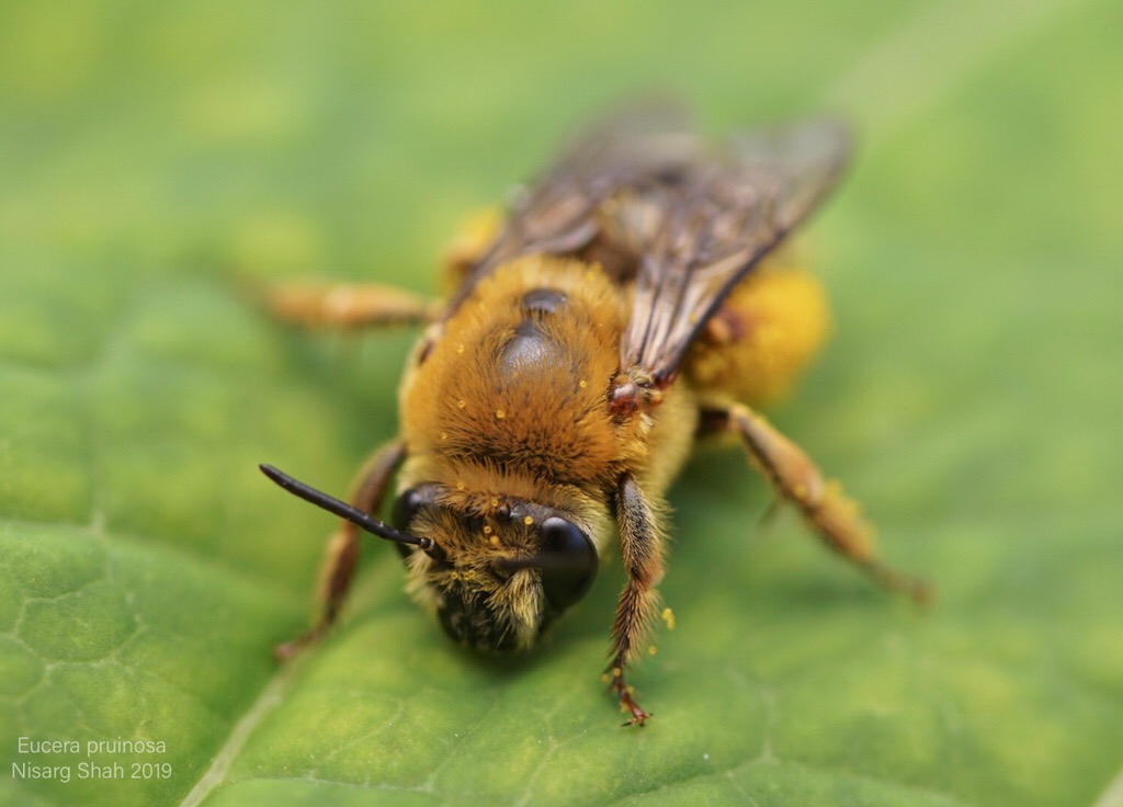 Eucera pruinosa