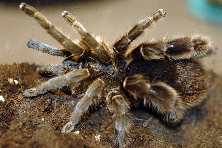 Eucratoscelus pachypus