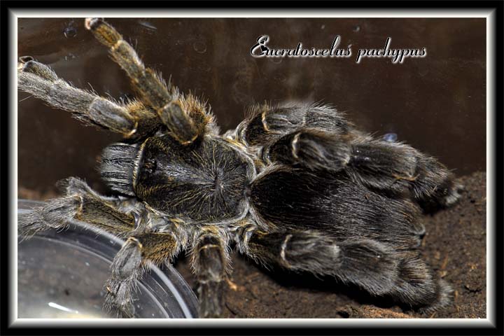 Eucratoscelus pachypus