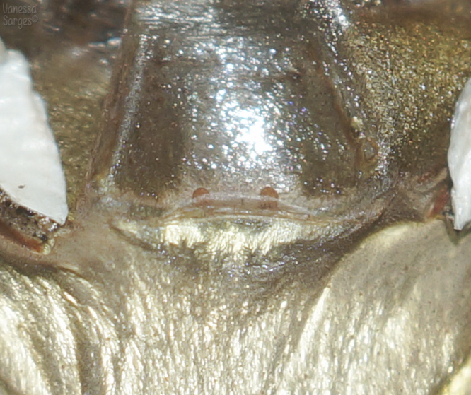 Eupalaestrus campestratus 3" Female