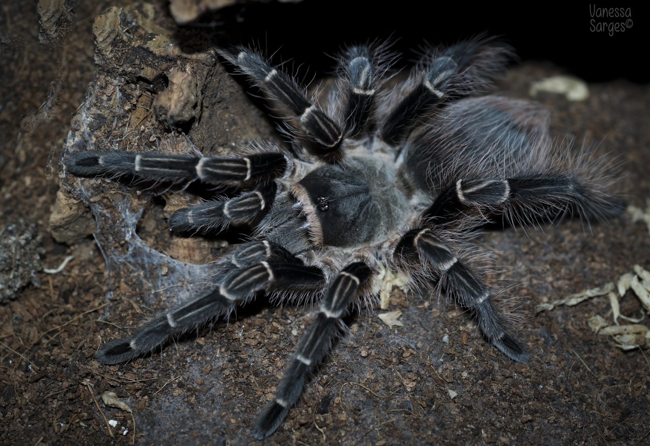 Eupalaestrus campestratus Juvenile Female