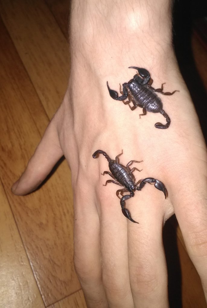 euscorpius italicus