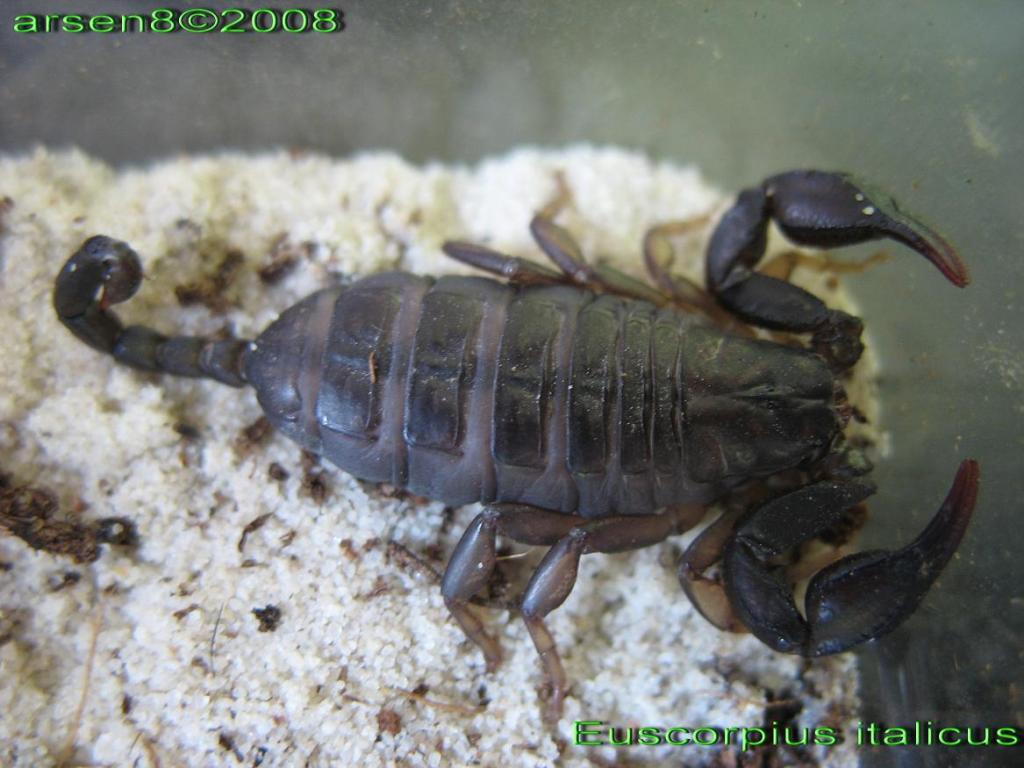 Euscorpius