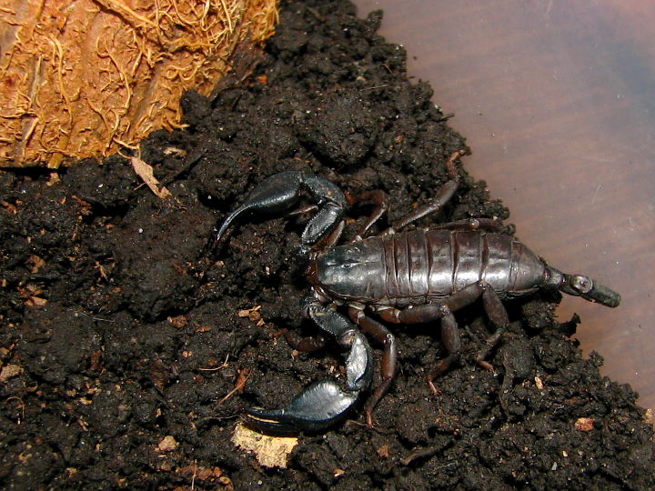 euscorpius_italicus