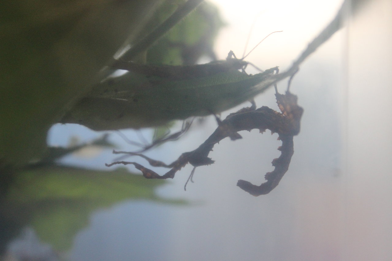 Extatosoma tiaratum (Macleay's Spectre) L3 Silhouette - Female