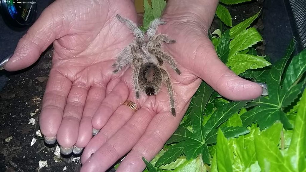 Facebook Tarantula ID Request