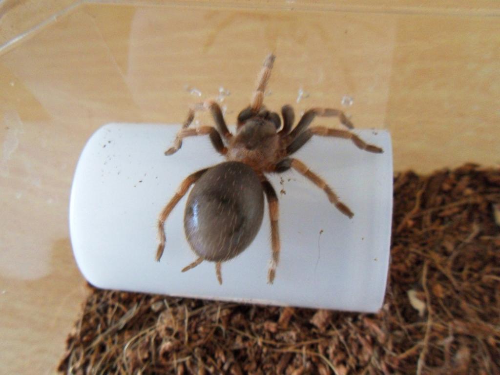 Fattypelma Smithi