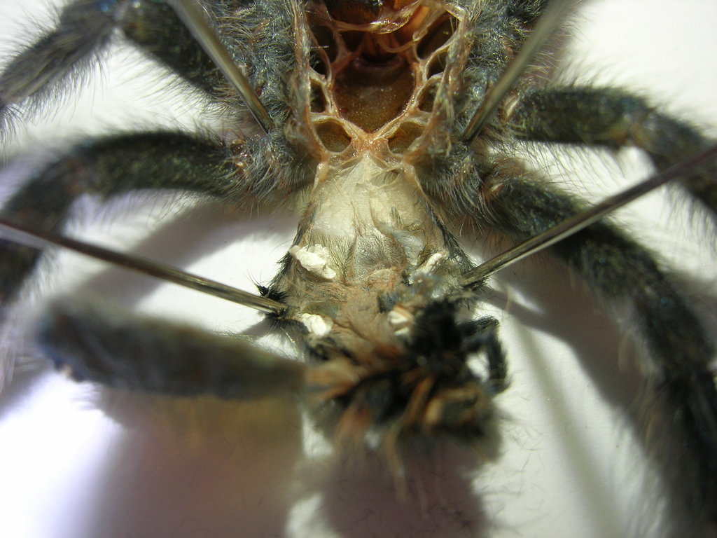 Female A. versicolor around 2.5 DLS