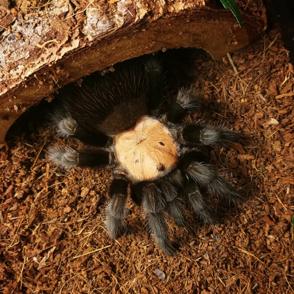 Female B. albiceps