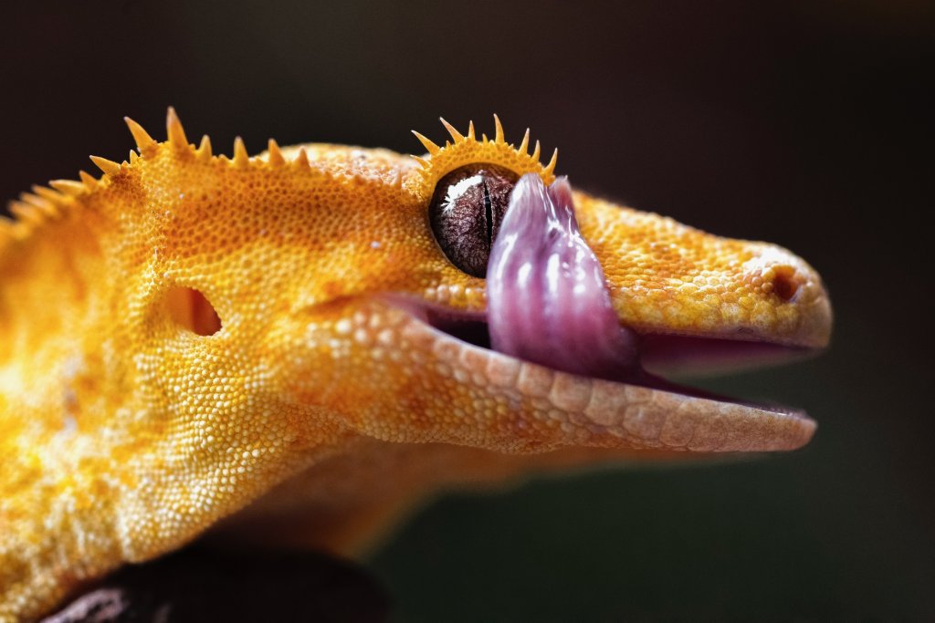 Female crested gecko