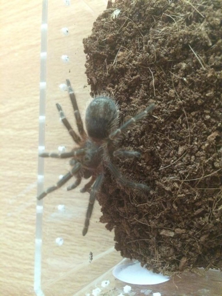 Female G.pulchripes before rehouse