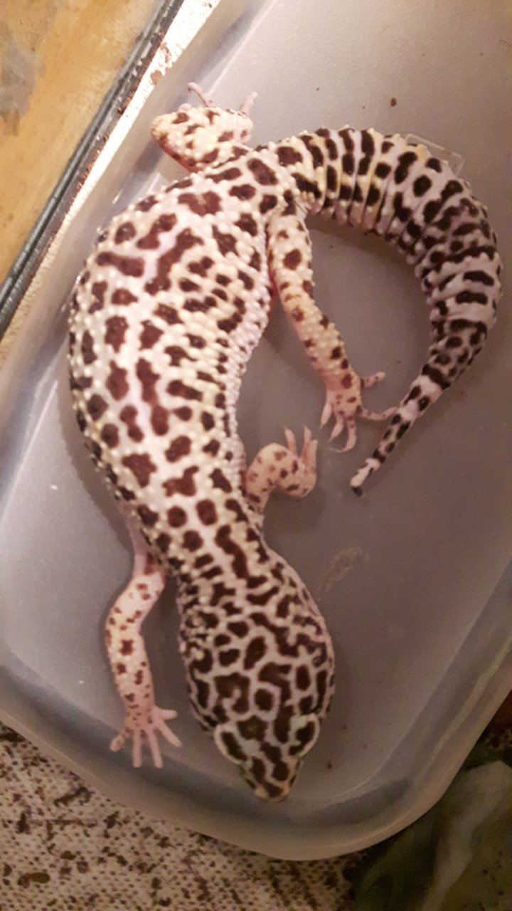 Female Leopard Gecko