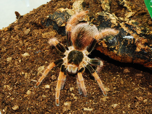 Female Megaphobema Robustum