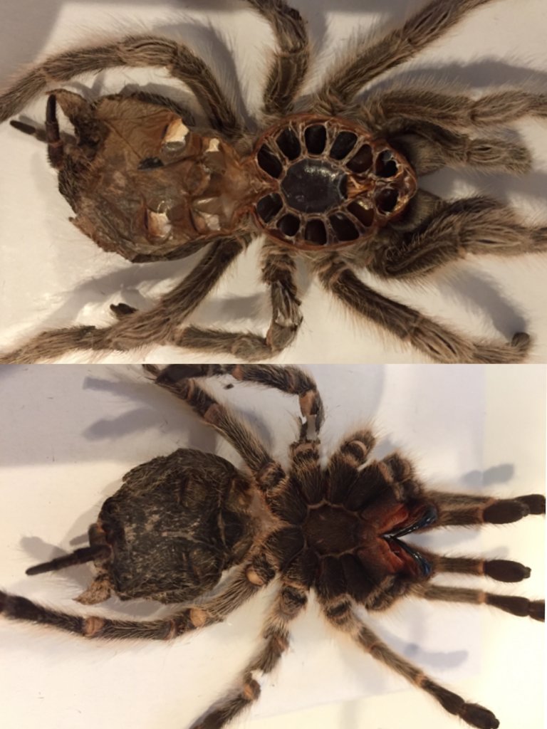 Female or Male? (Grammostola rosea)