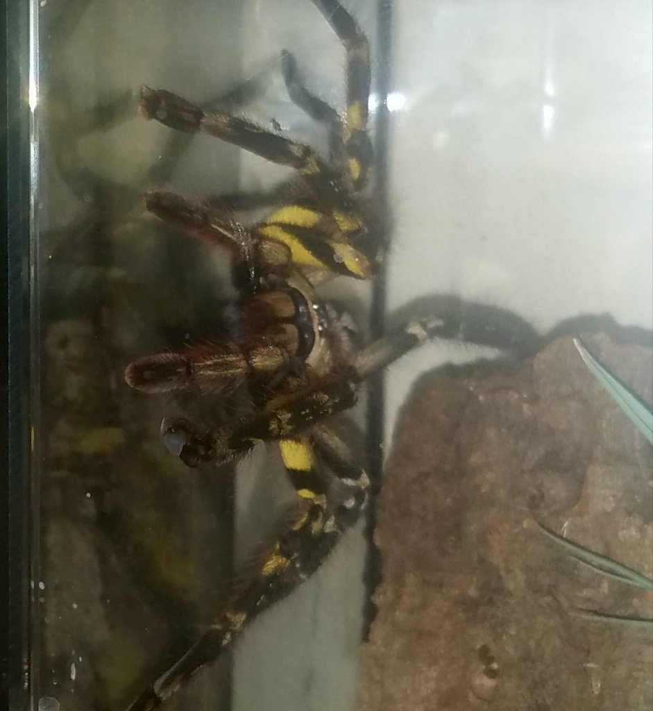 Female Ornata