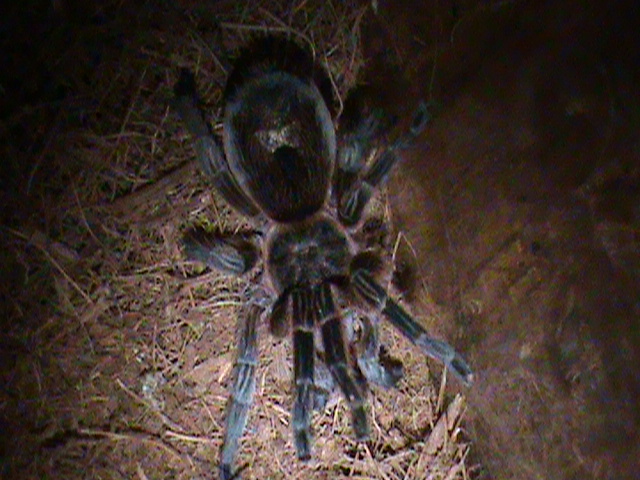 Female Paraphysa Scrofa