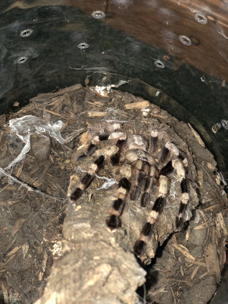 Female Poecilotheria miranda