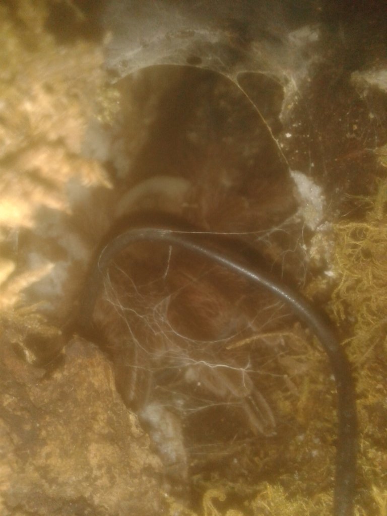 female theraphosa blondi