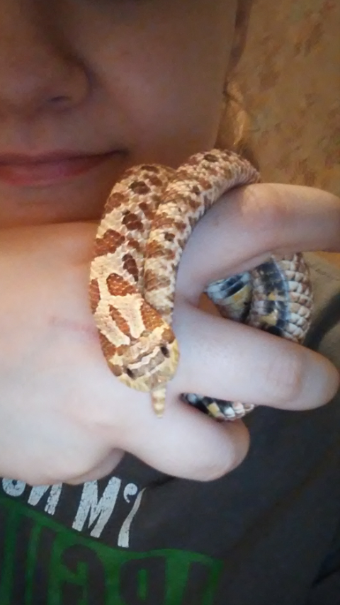 Female Western Hognose Het. Albino