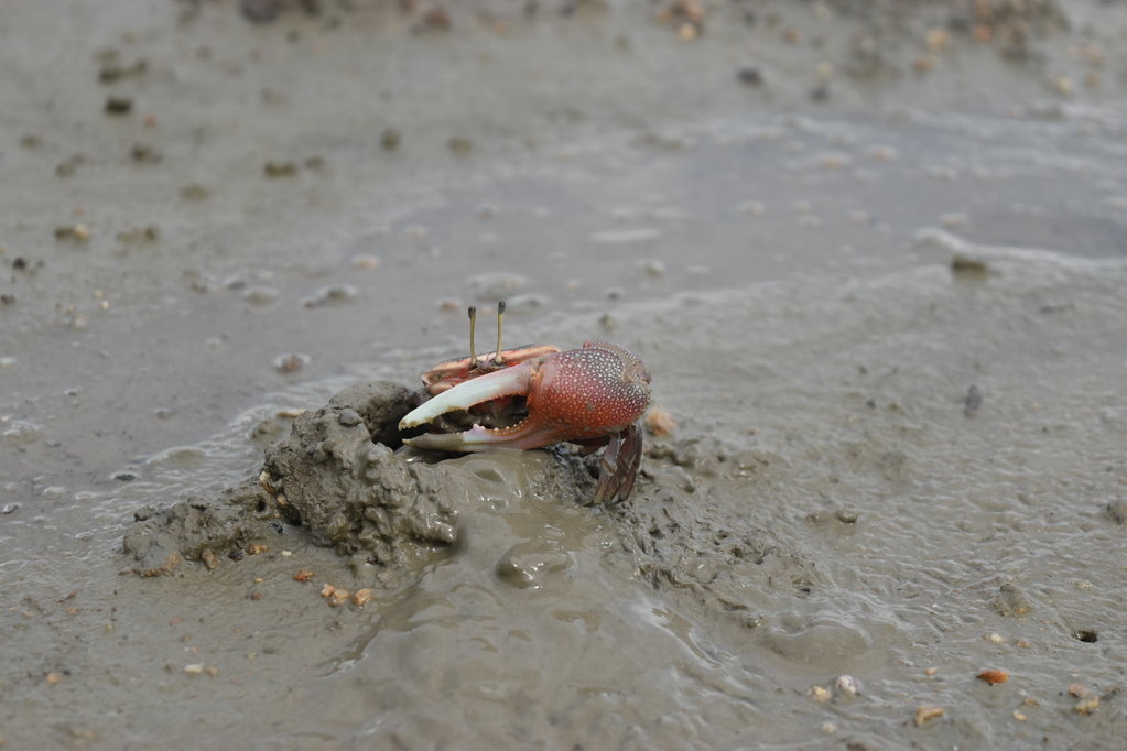 Fiddler crabs