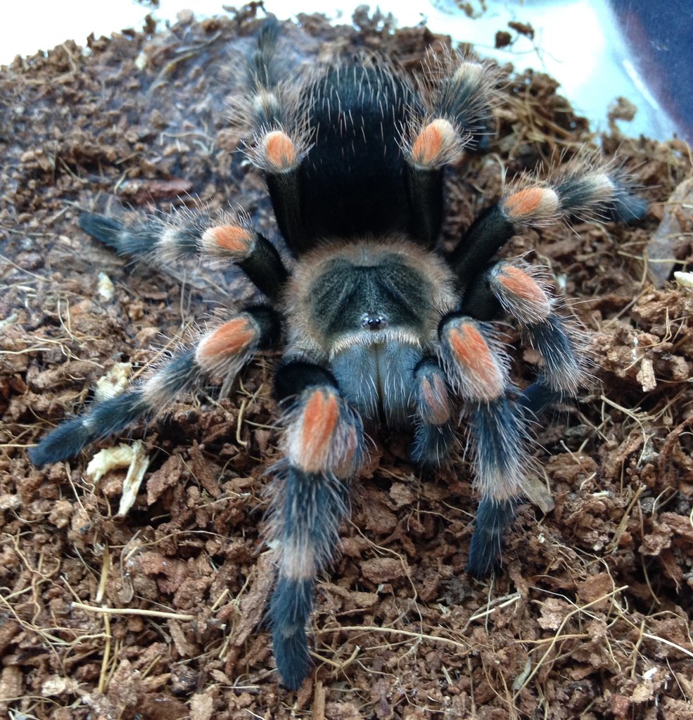 Finally molted!