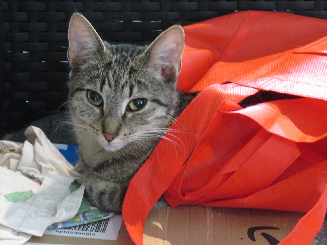 Fiona in the bag