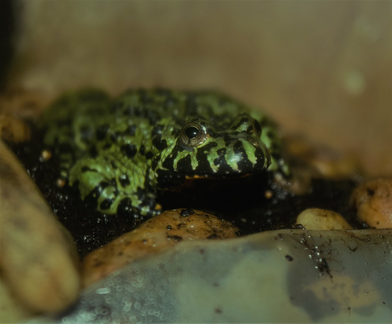 Fire belly toad