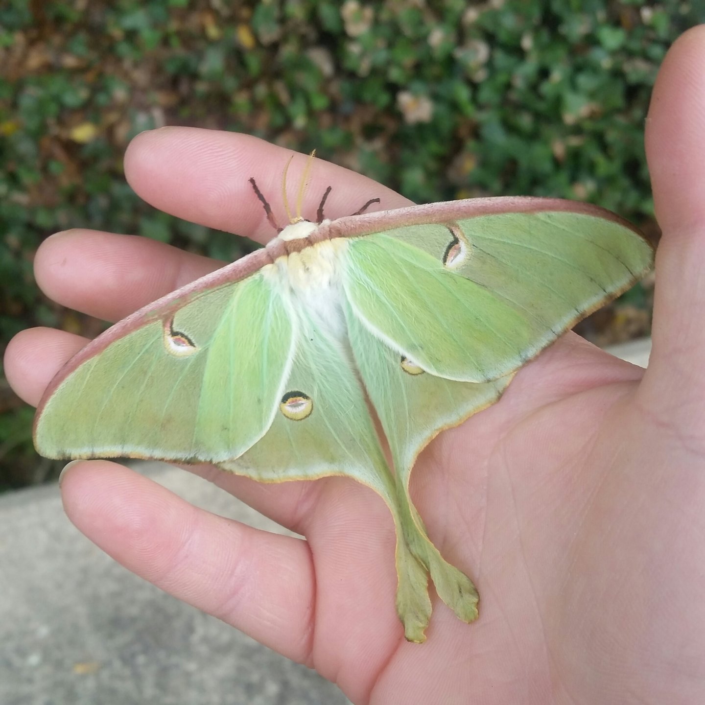 First Moth Rescue of The Year