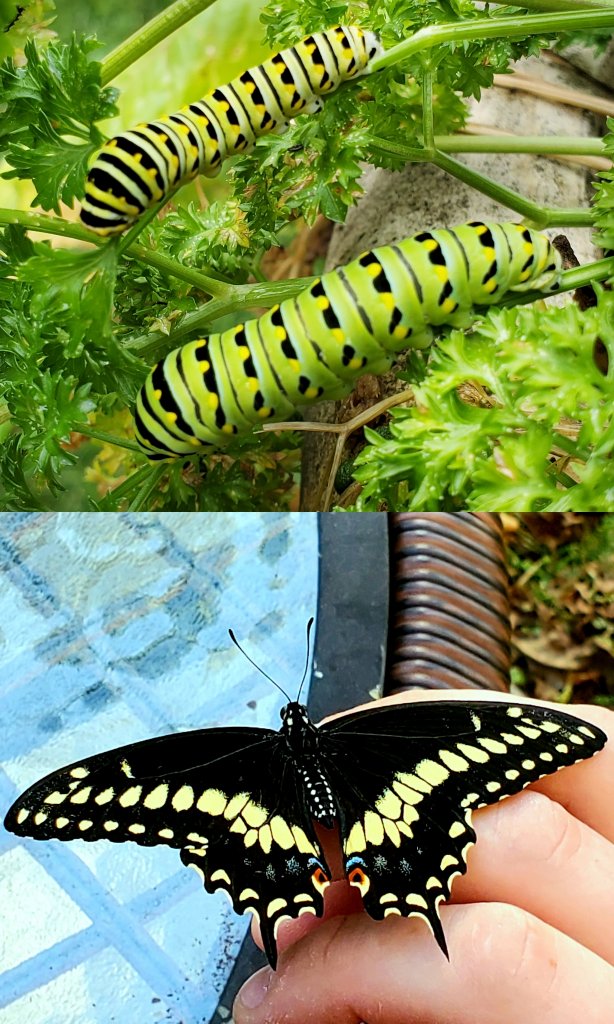 First Papilio polyxenes to emerge from chrysalis