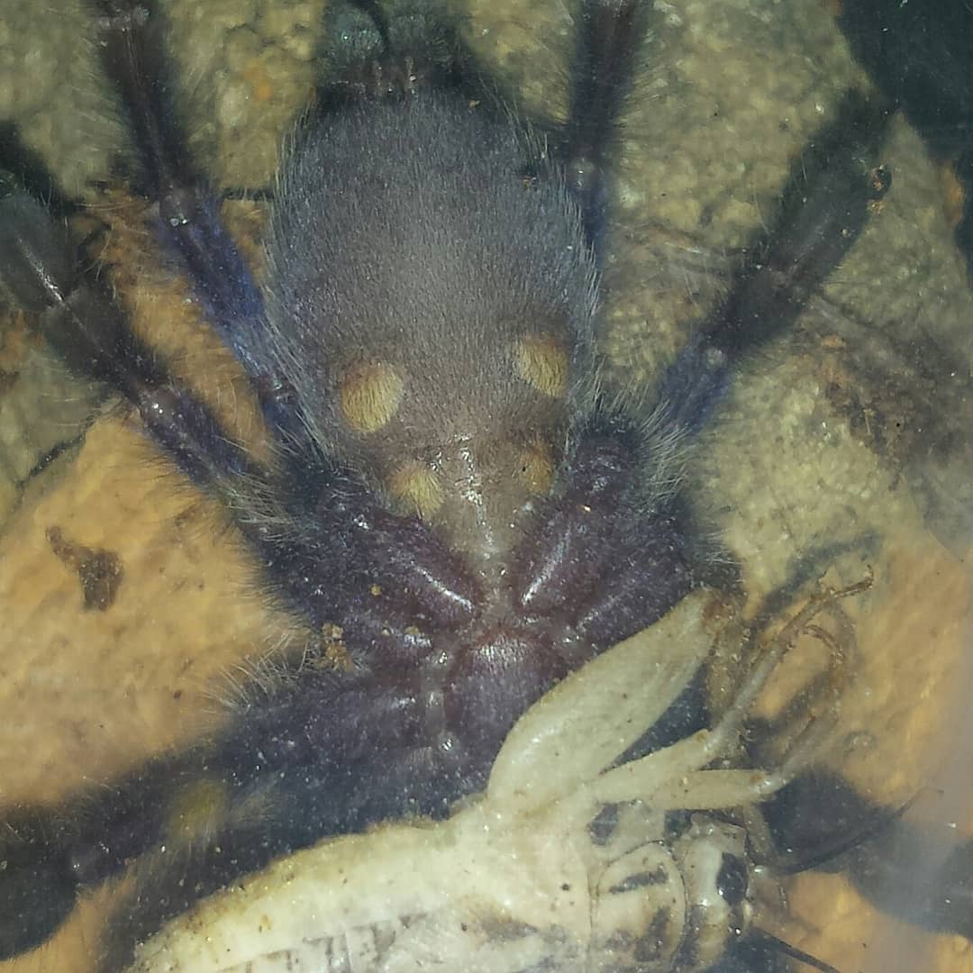 First post molt meal