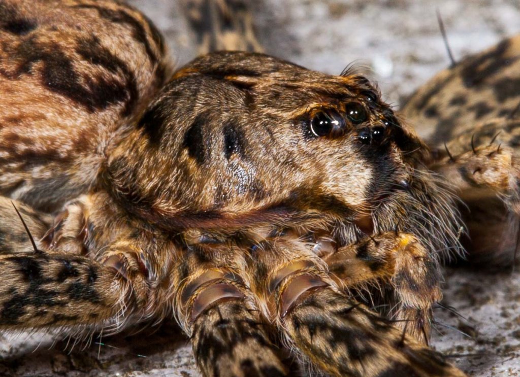 Fishing Spider (Dolomedes tenebrosus)