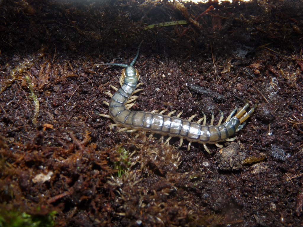 Florida Blue Centipede (Hemiscolopendra marginata)