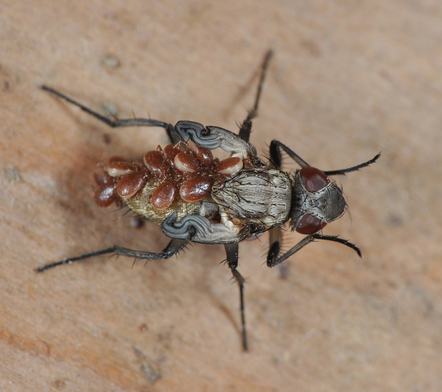 Fly with deformed wings and parasitic mites