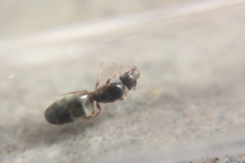 Formica sp. Queen