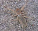 Found in the Sonoran desert (Mexico)