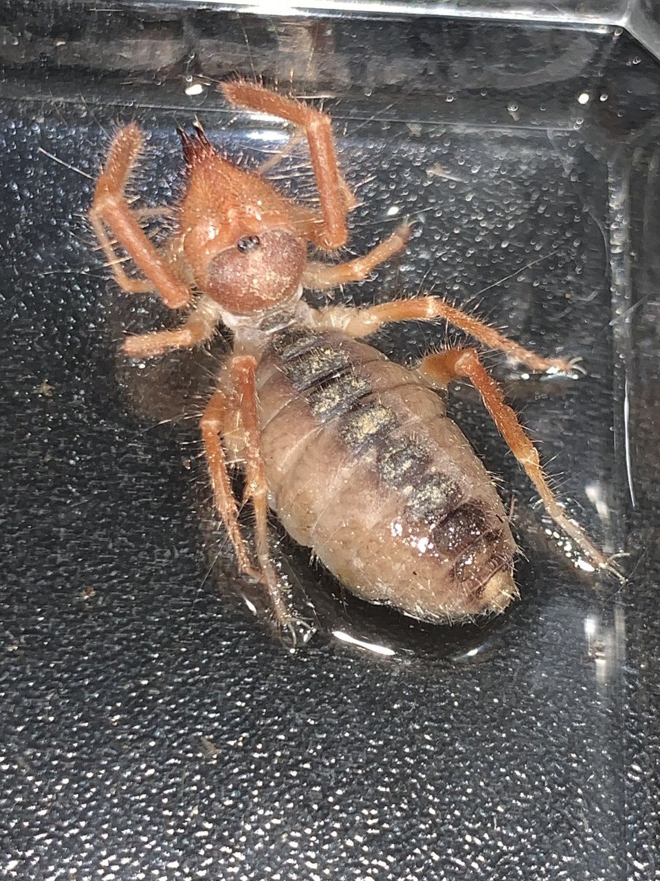 Found this beautiful and feisty  Solifugae