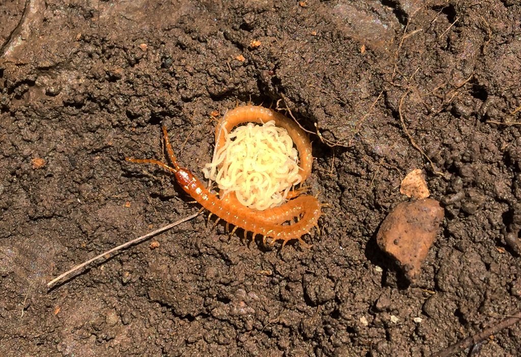 Found while hiking, Northern Oklahoma, USA. Maybe Geophilomorpha?