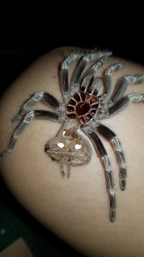 fresh molt from nhandu chromatus