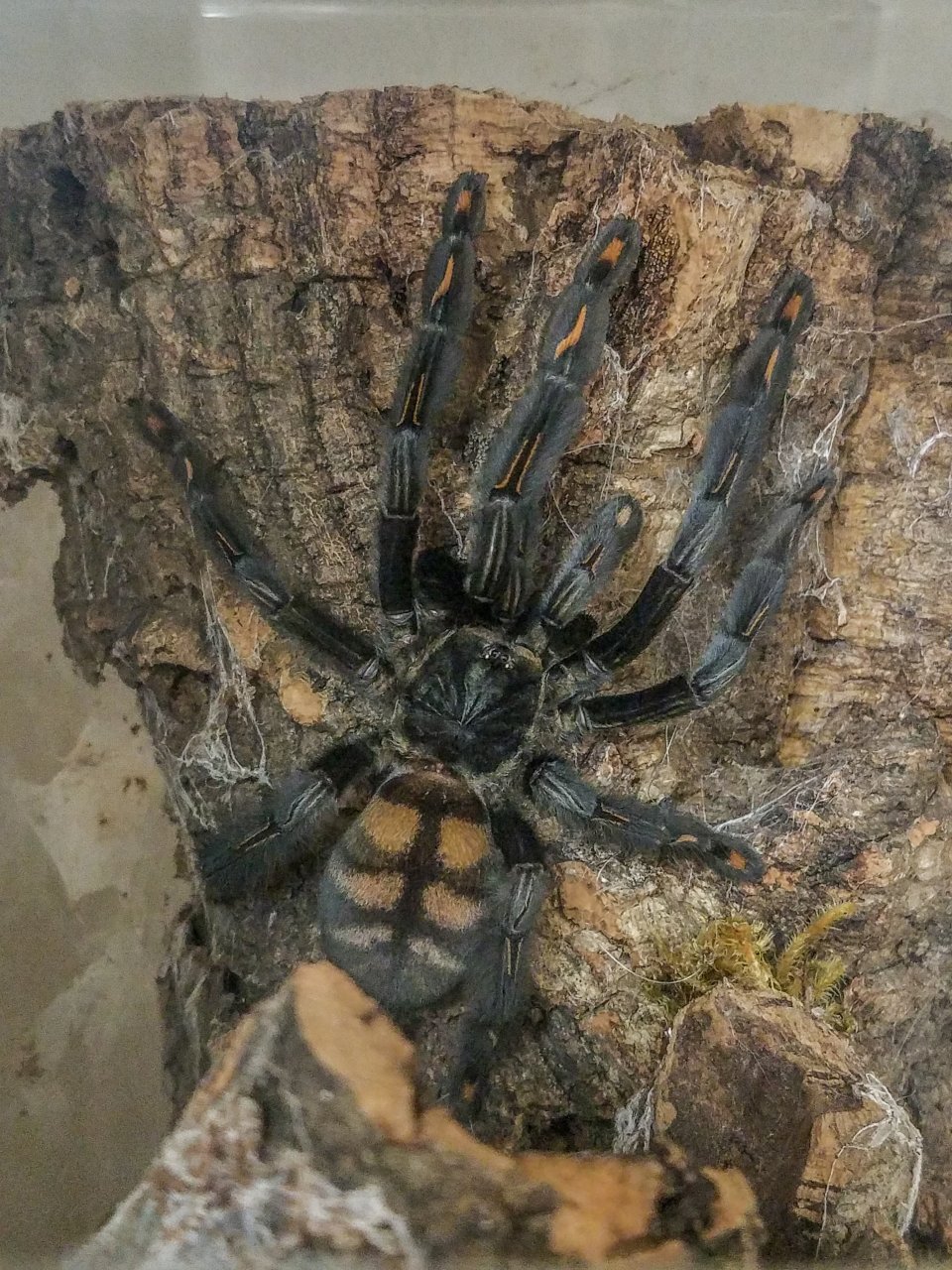 Fresh Molt Prowel