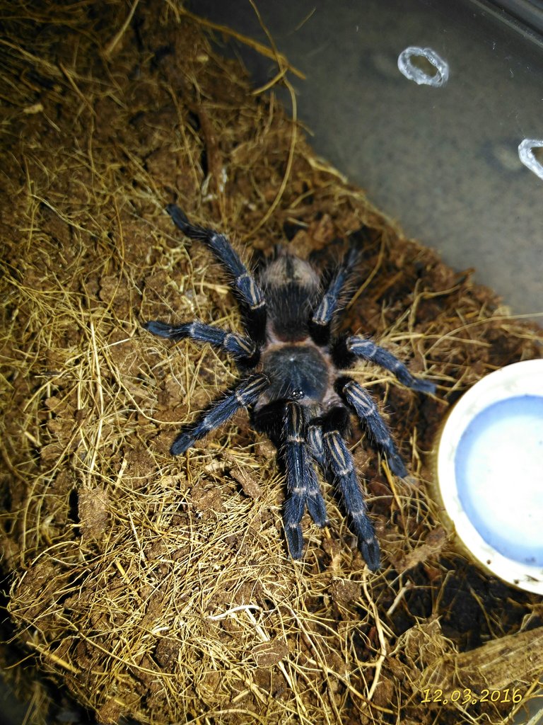 Freshly molt Homoeomma sp. Blue or Thrixopela lagunas?