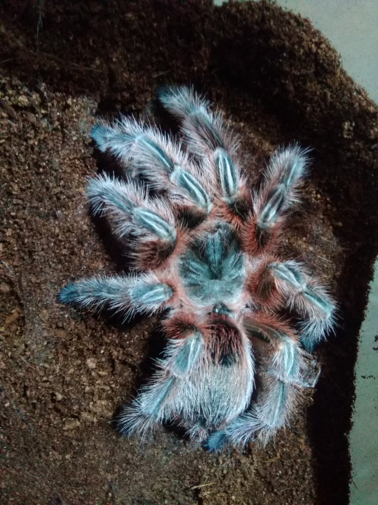 Freshly molted 4" Female Grammostola conception