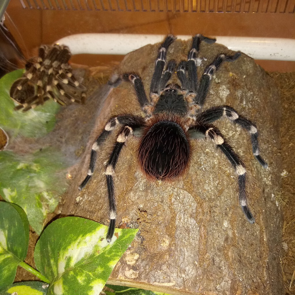 Freshly Molted A. geniculata