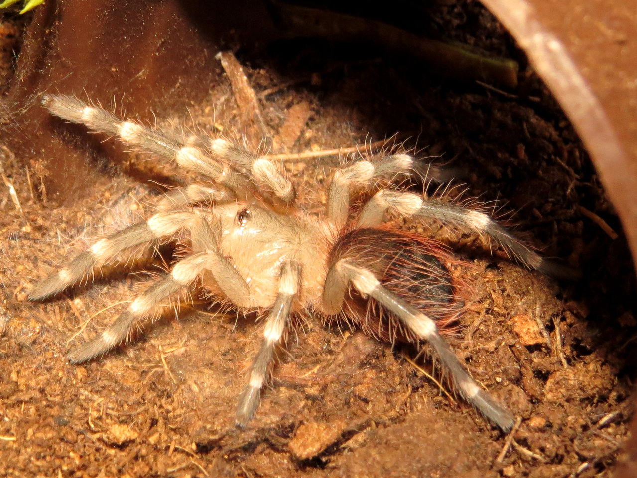 Freshly Molted Acanthoscurria geniculata Sling