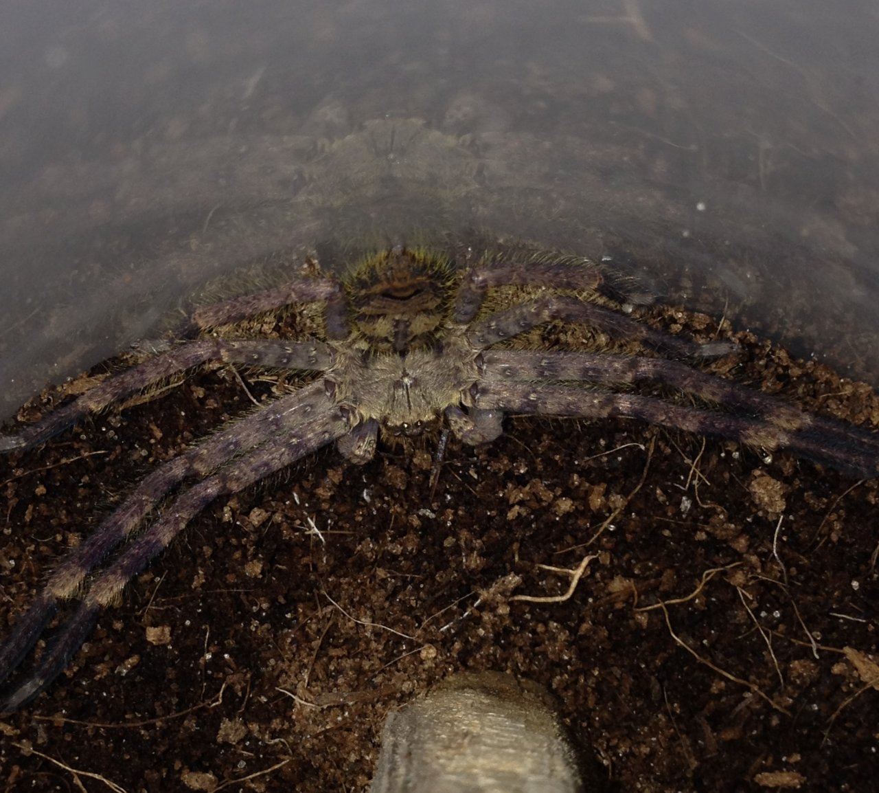 Freshly Molted B. scutatus MM