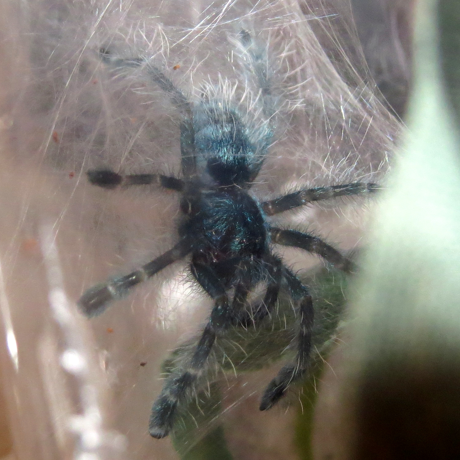 Freshly Molted Blueberry (Caribena versicolor 1")