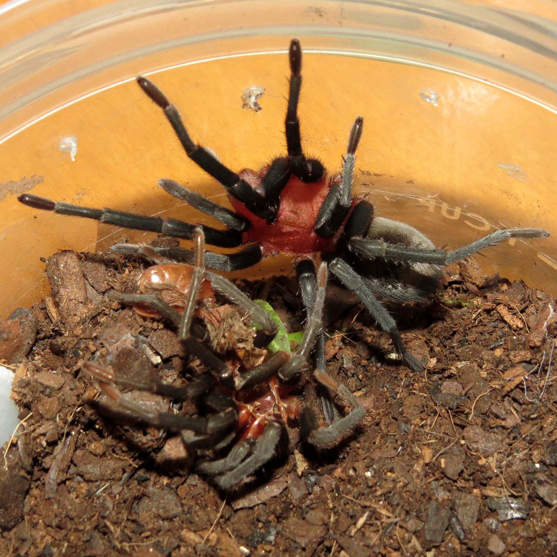 Freshly Molted Bumba horrida (♂ 2.25"+) [1/2]