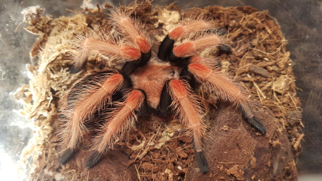 Freshly molted Fireleg