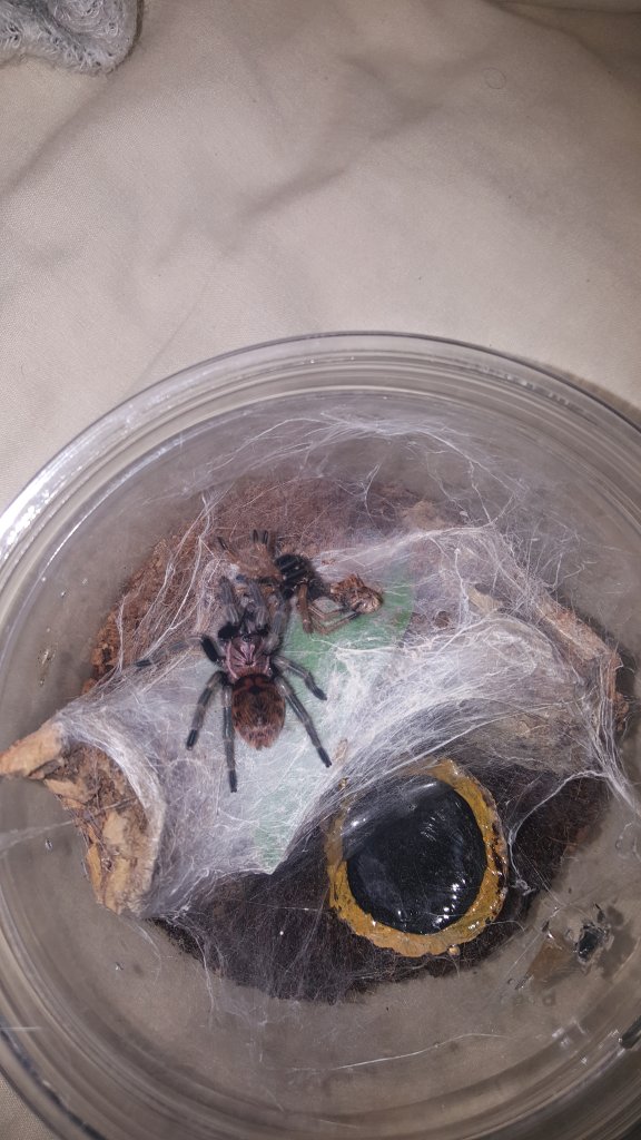 Freshly Molted GBB sling