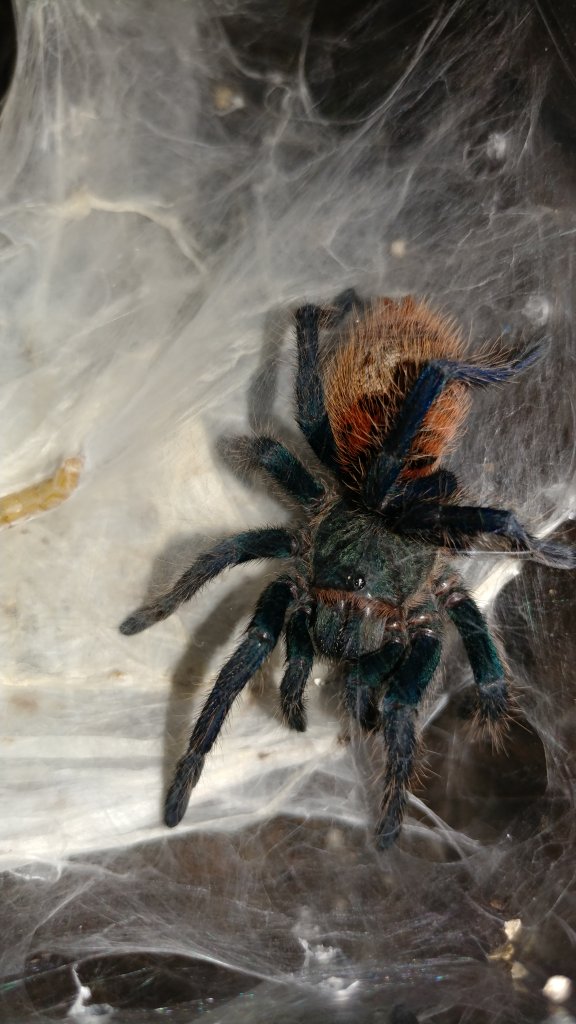 Freshly Molted GBB